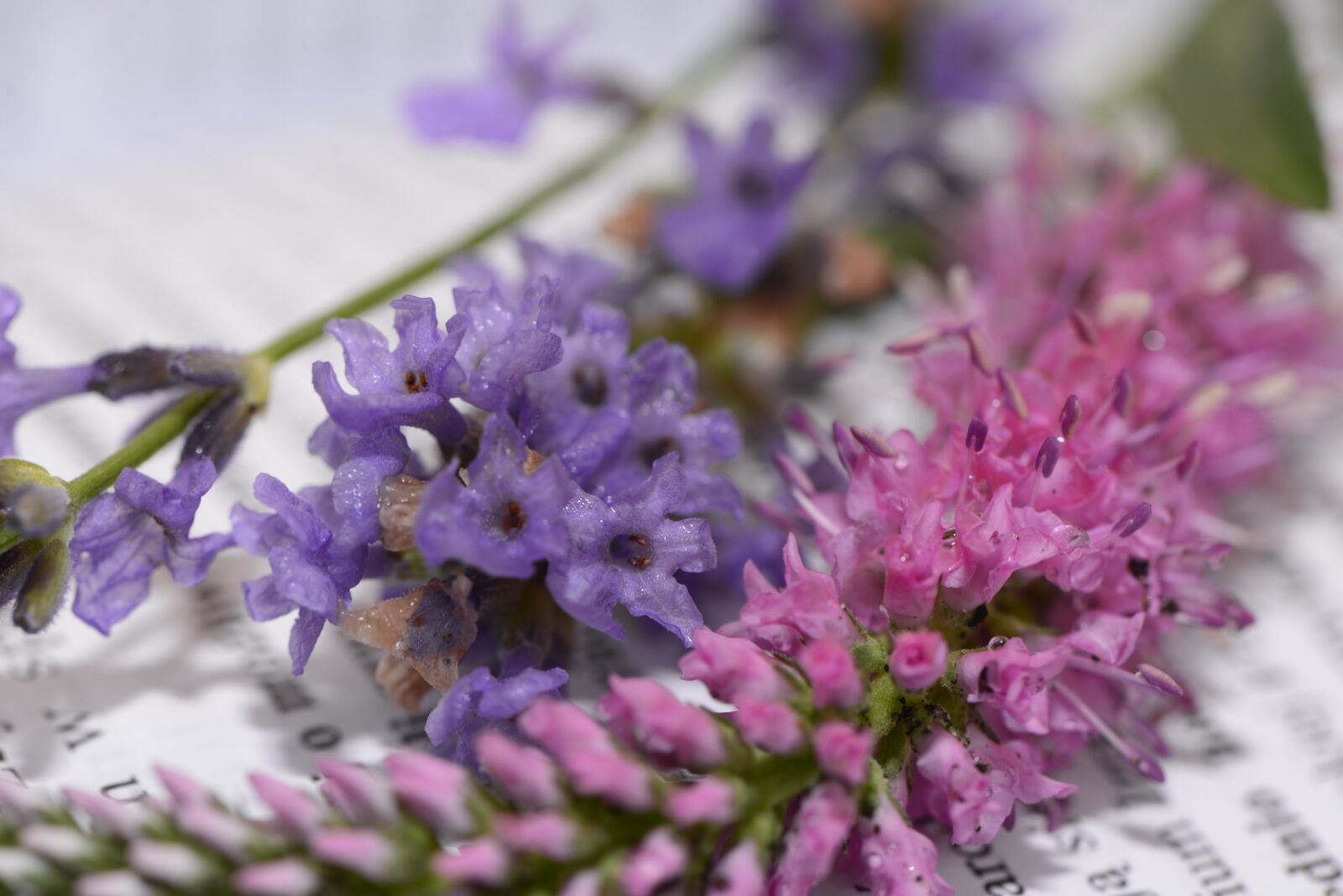 Nikon D610 sample photo. Herbs, lavender, flower photography