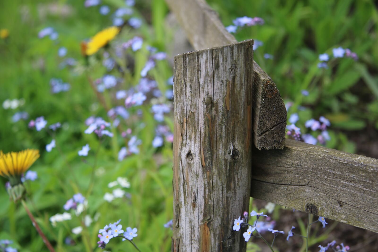 Canon EF-S 17-85mm F4-5.6 IS USM sample photo. Summer, flower, meadow photography