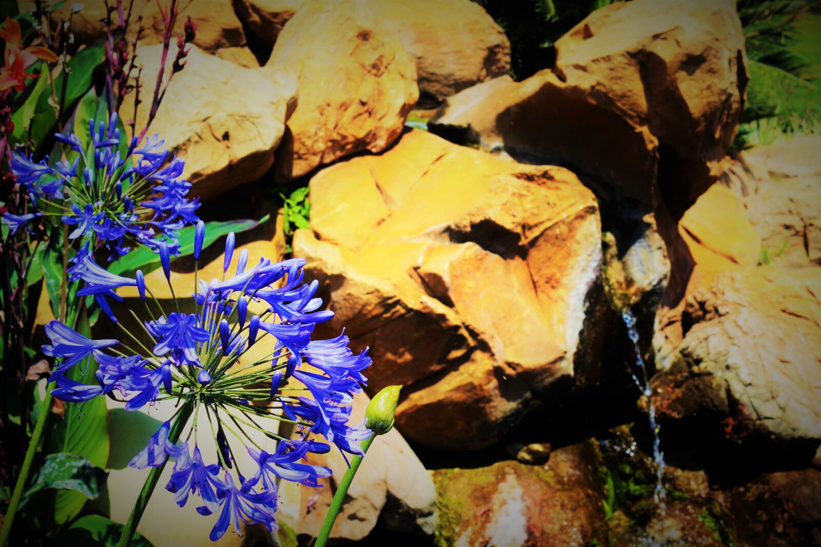 Canon EOS 100D (EOS Rebel SL1 / EOS Kiss X7) sample photo. Rock, garden, agapanthus photography