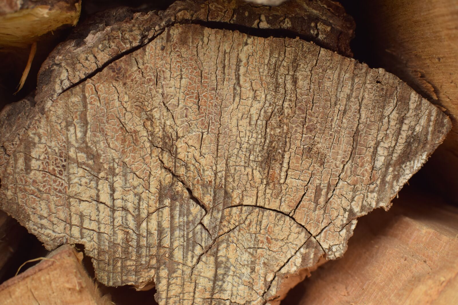 Nikon D5300 sample photo. Wood, log, close up photography