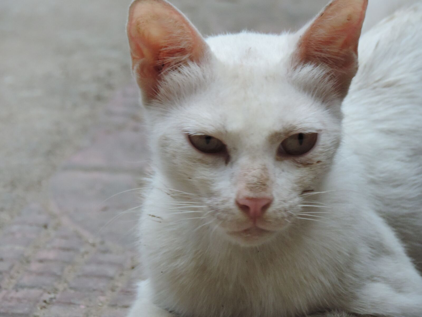 Nikon Coolpix P520 sample photo. Meow, sleepy, very photography