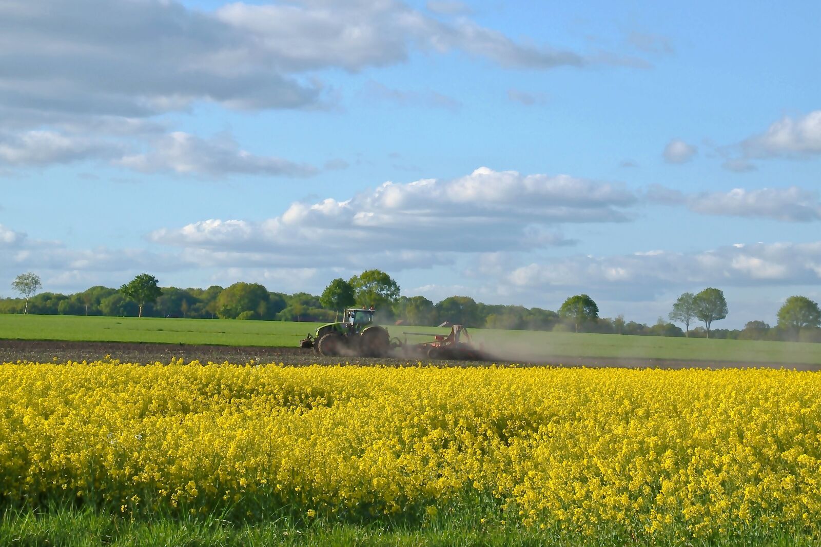 Nikon D5600 sample photo. Oilseed rape, field, field photography