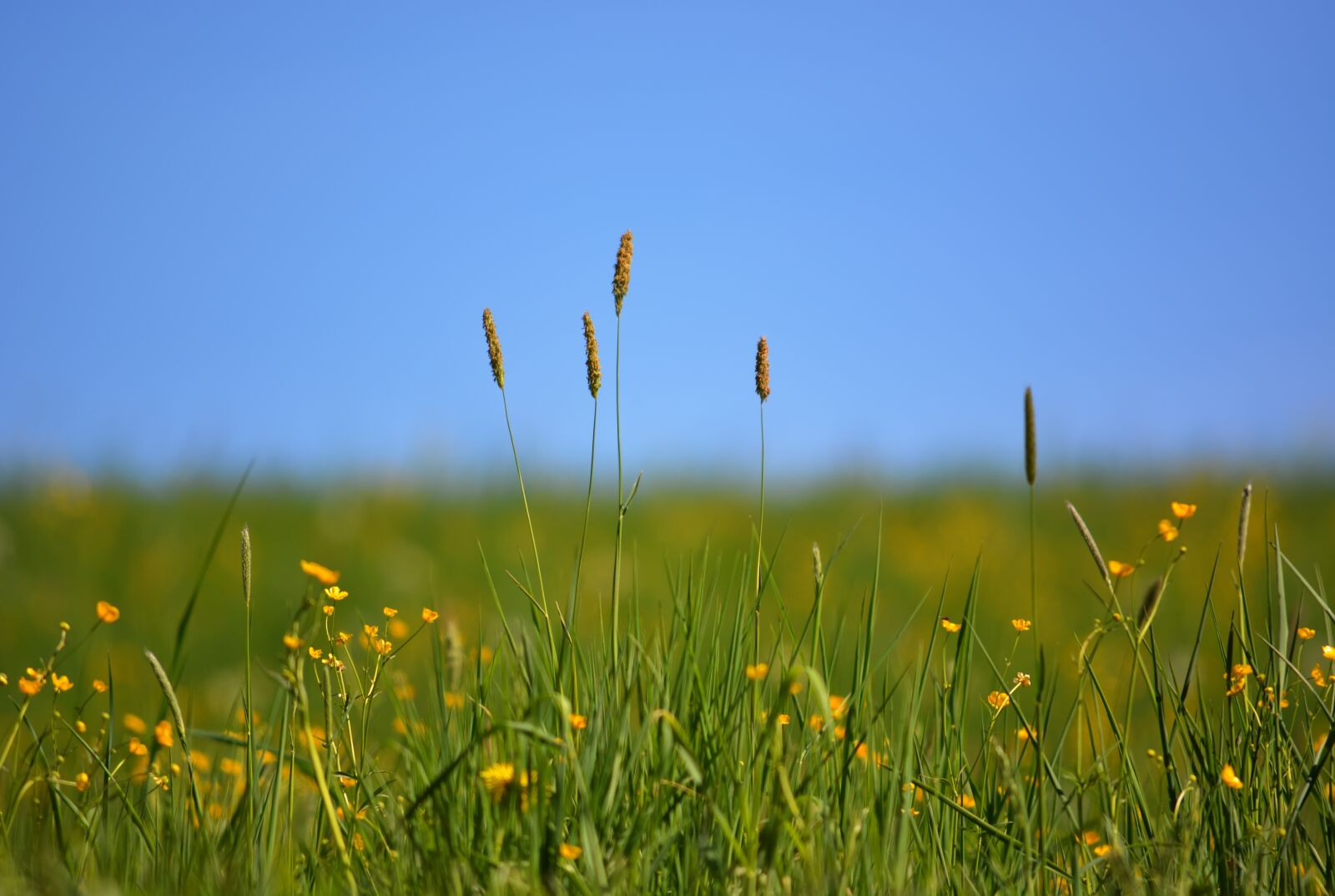 Nikon D5200 sample photo. Field, spring, green photography