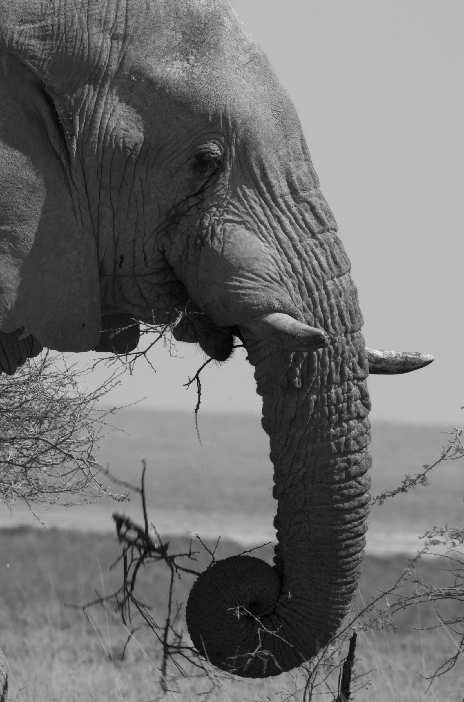 Nikon D5100 sample photo. Elephant, etosha, africa photography