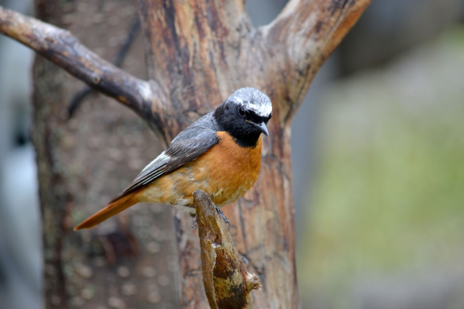 Nikon D3100 sample photo. Bird, nature, animal photography