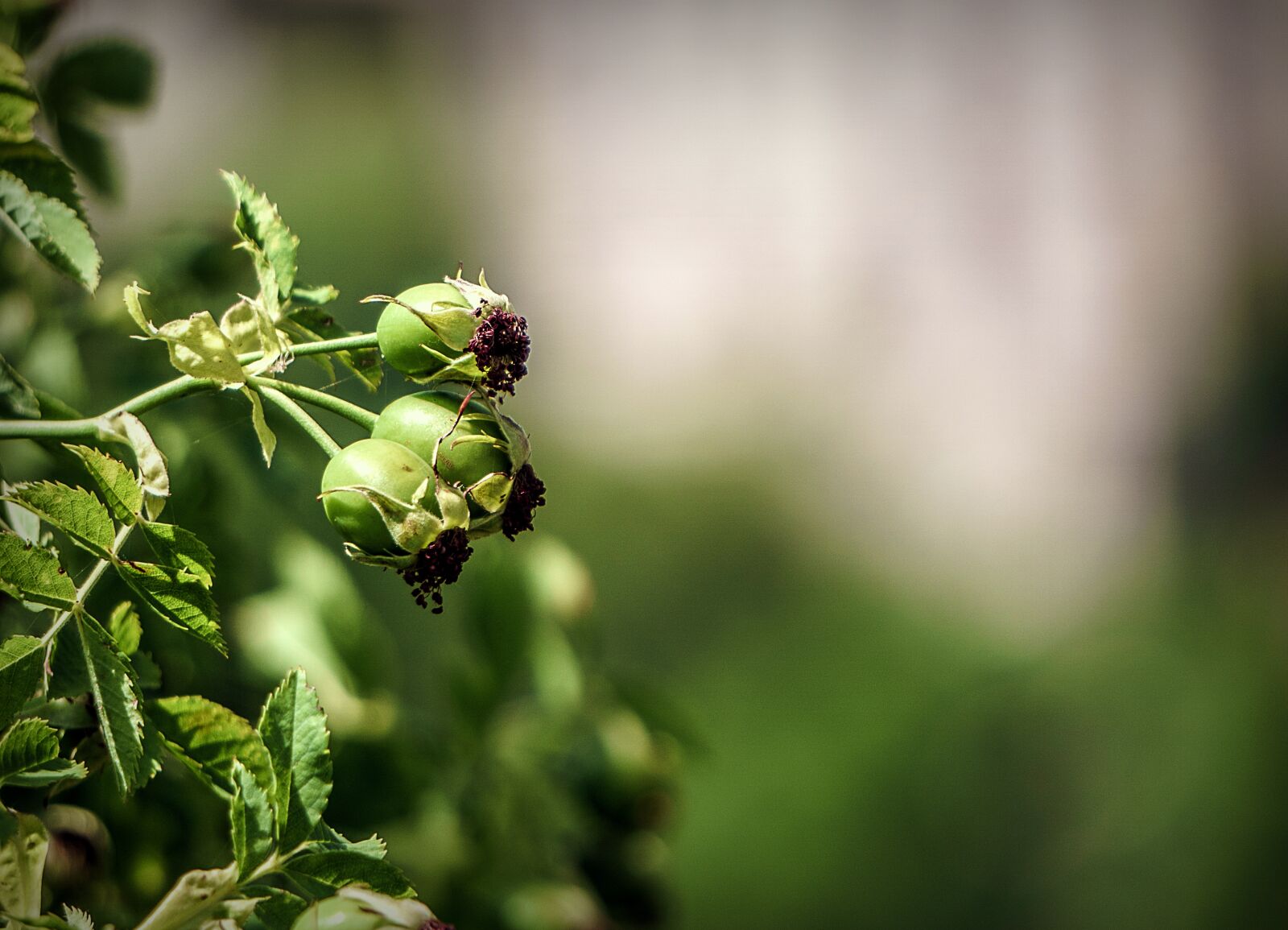 Sony a6000 sample photo. Botany, nature, berries photography