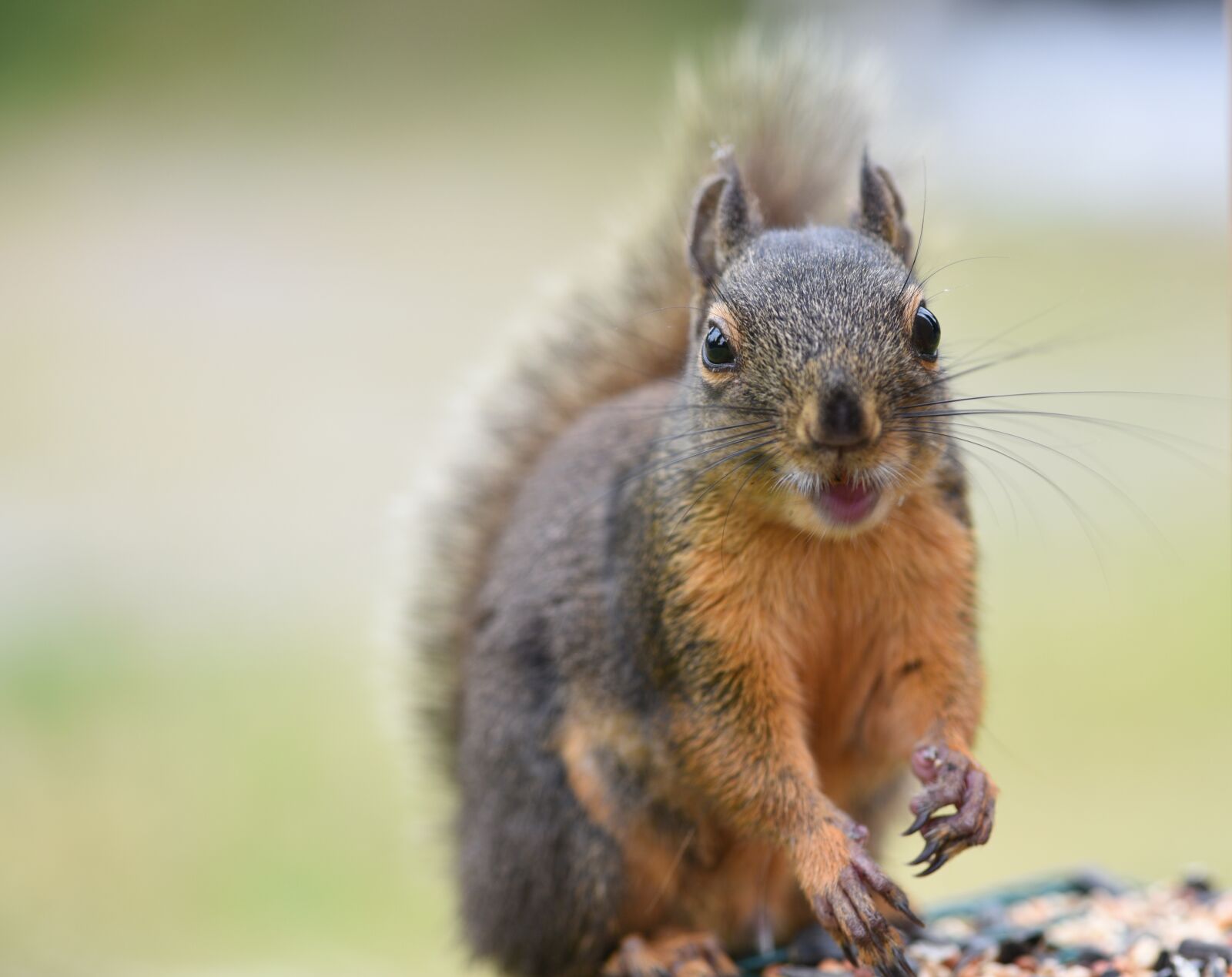 Nikon D750 sample photo. Squirrel, animal, cute photography