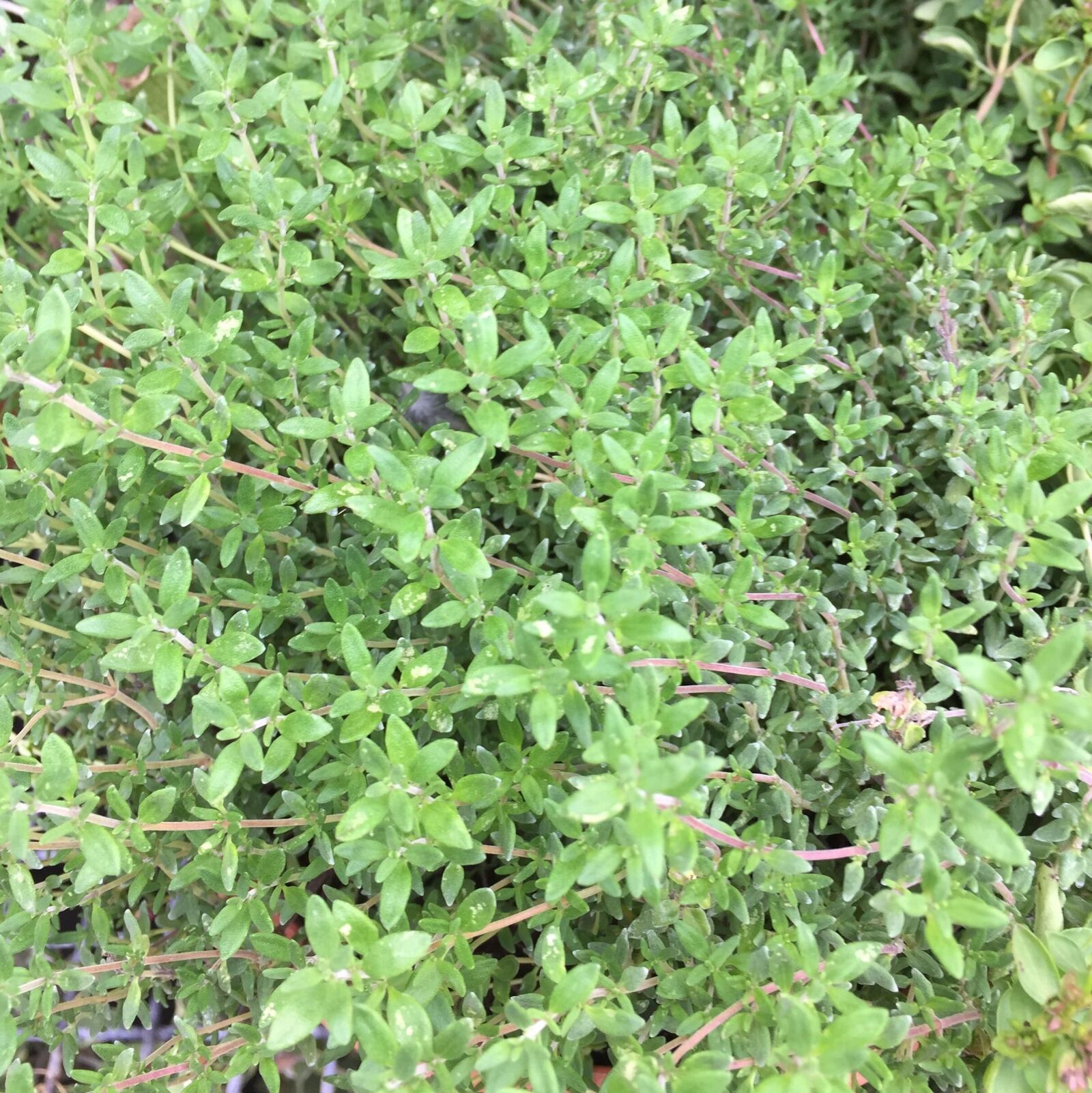 Apple iPhone 6 sample photo. Herb, thyme photography