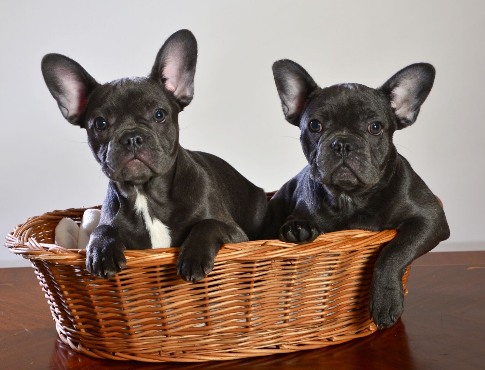 Nikon D600 sample photo. French bulldog, dog, animal photography