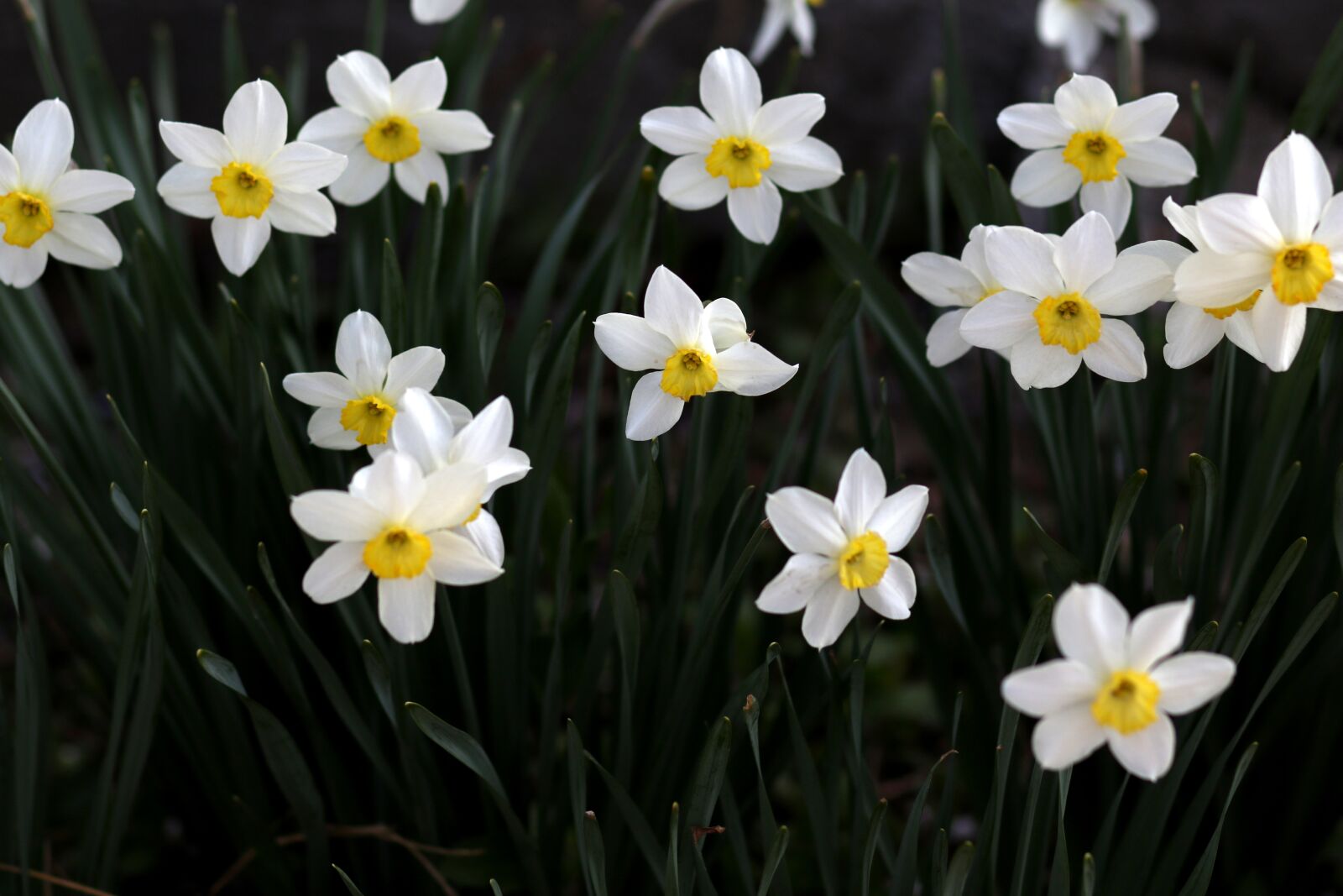 Canon EF 85mm F1.8 USM sample photo. Daffodil, white, flower photography