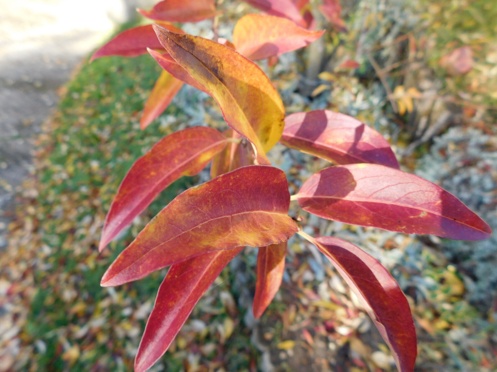 Nikon Coolpix L840 sample photo. Autumn, colours, autumn, leaves photography