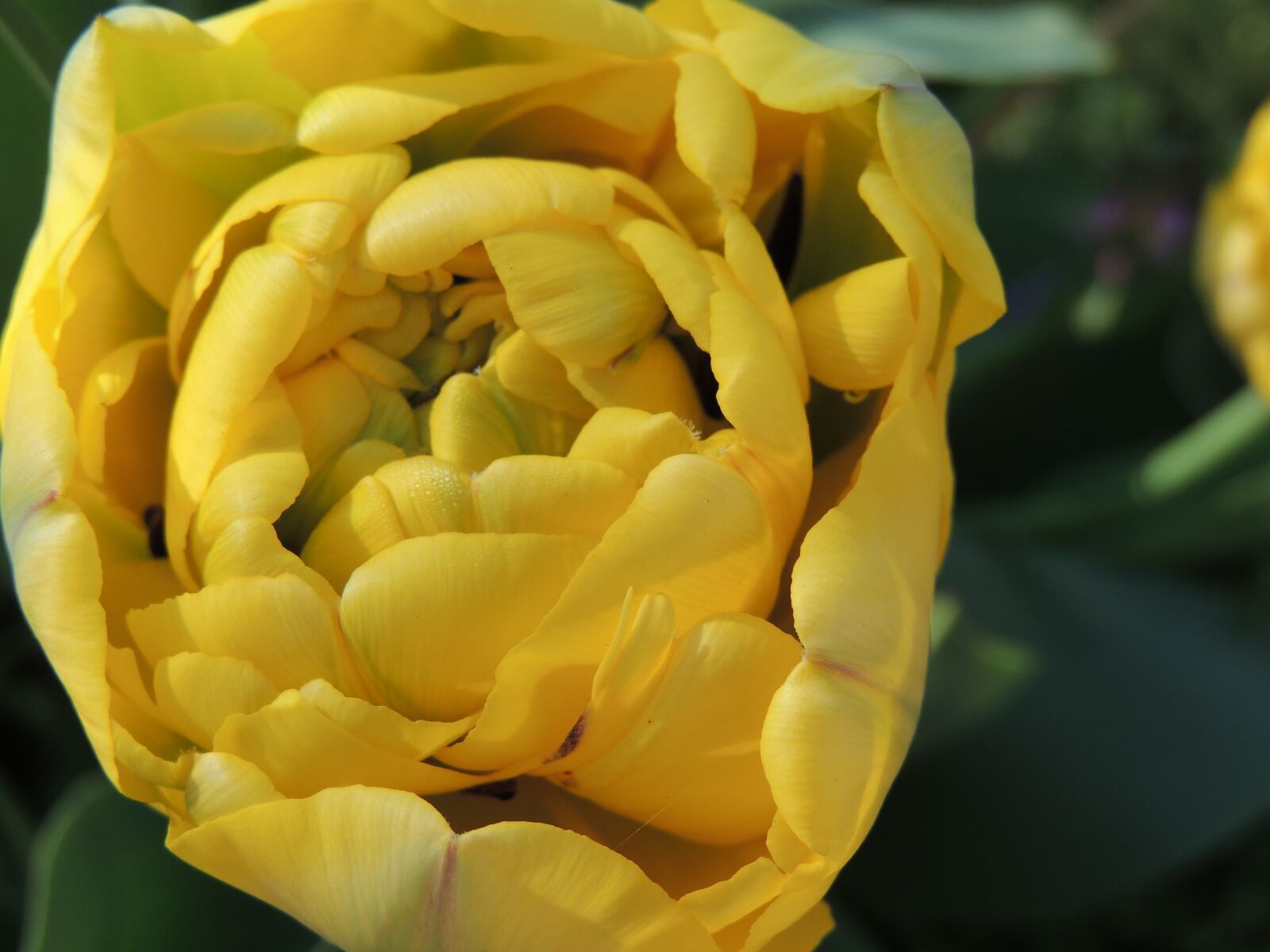 Nikon Coolpix P510 sample photo. Garden, flowers, peony photography