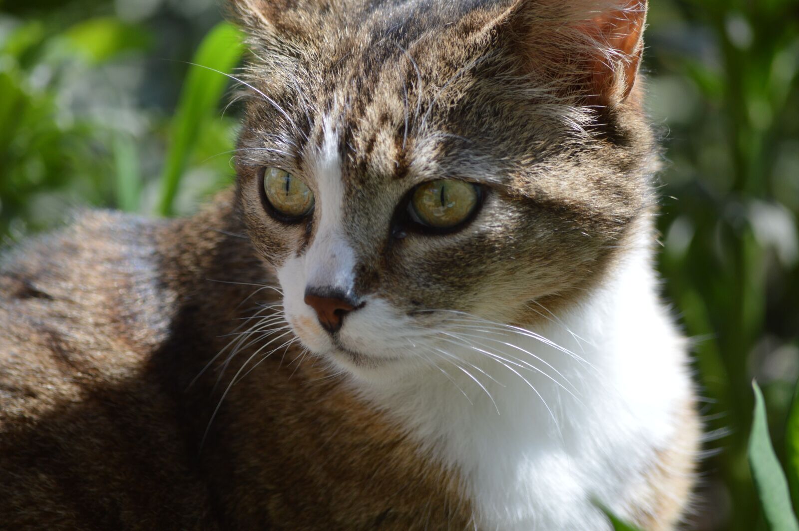 Nikon D3200 sample photo. Cat, portrait, eyes photography