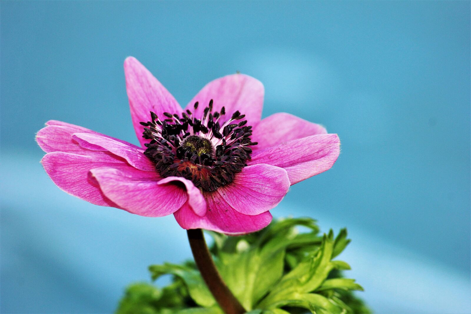 Canon EOS 600D (Rebel EOS T3i / EOS Kiss X5) sample photo. Anemone, pink, flower photography