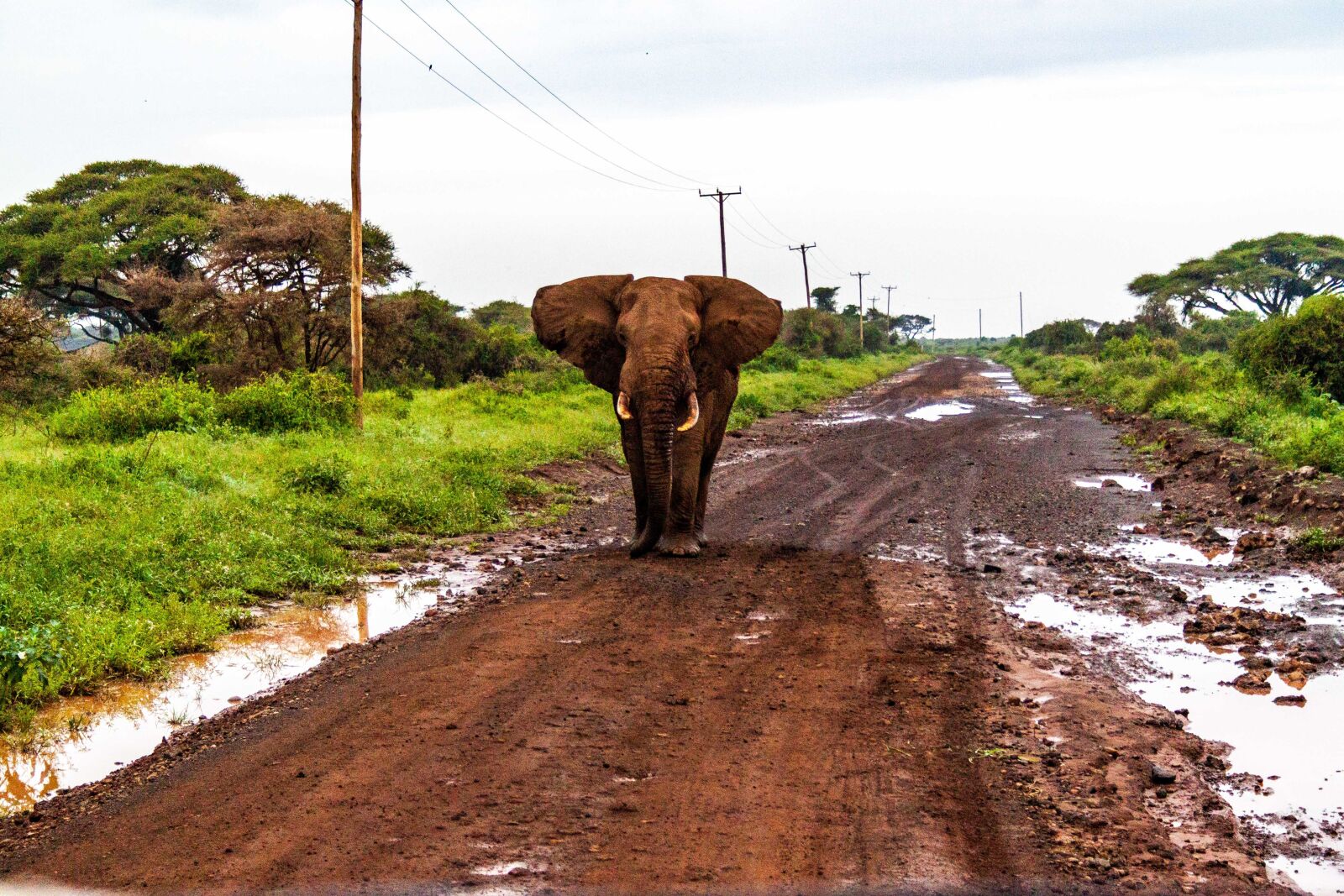 Canon EOS 500D (EOS Rebel T1i / EOS Kiss X3) + Canon EF-S 18-55mm F3.5-5.6 II sample photo. Amboseli national park, elephants photography
