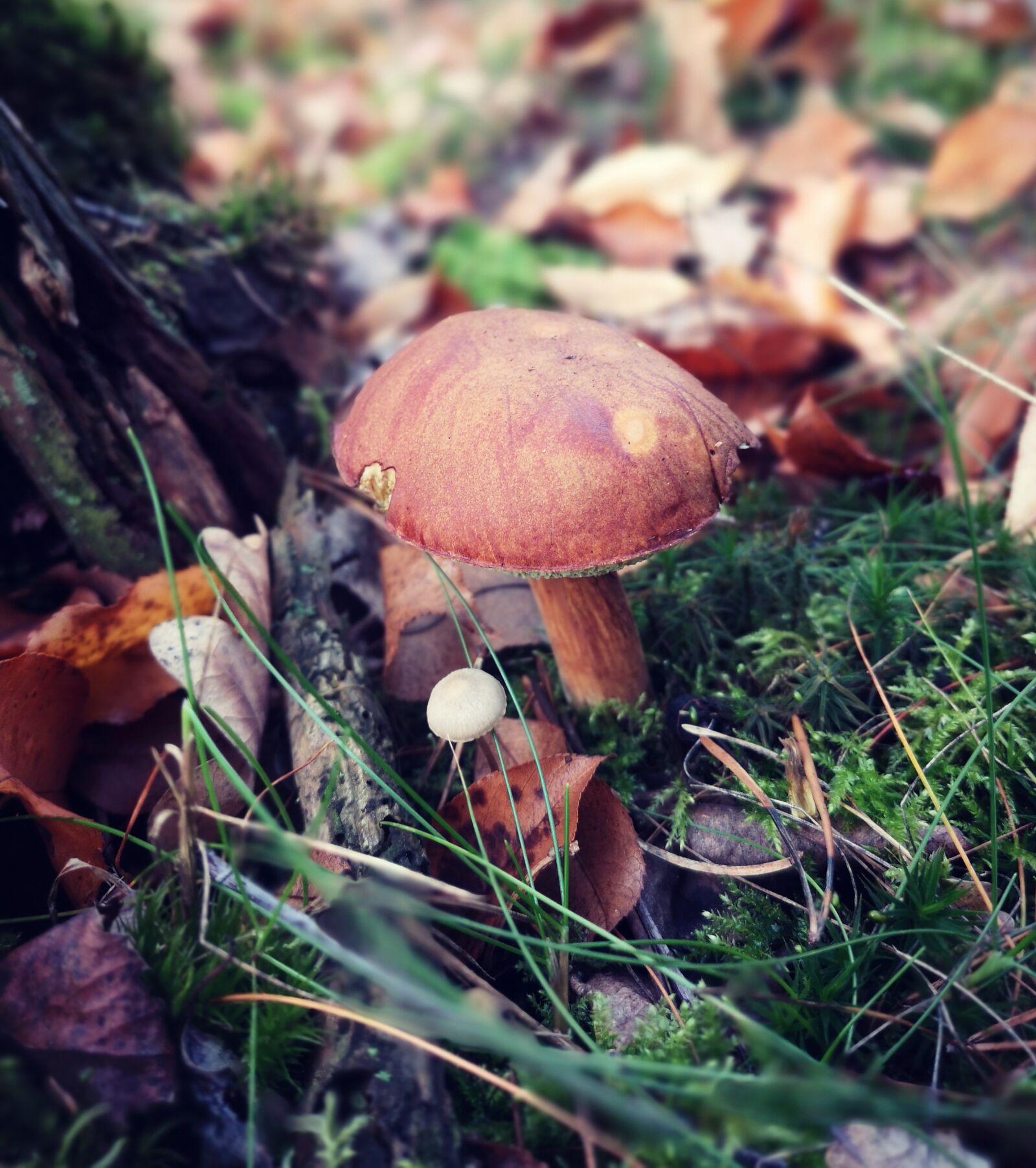 HUAWEI P20 sample photo. Mushroom, forest, grass photography