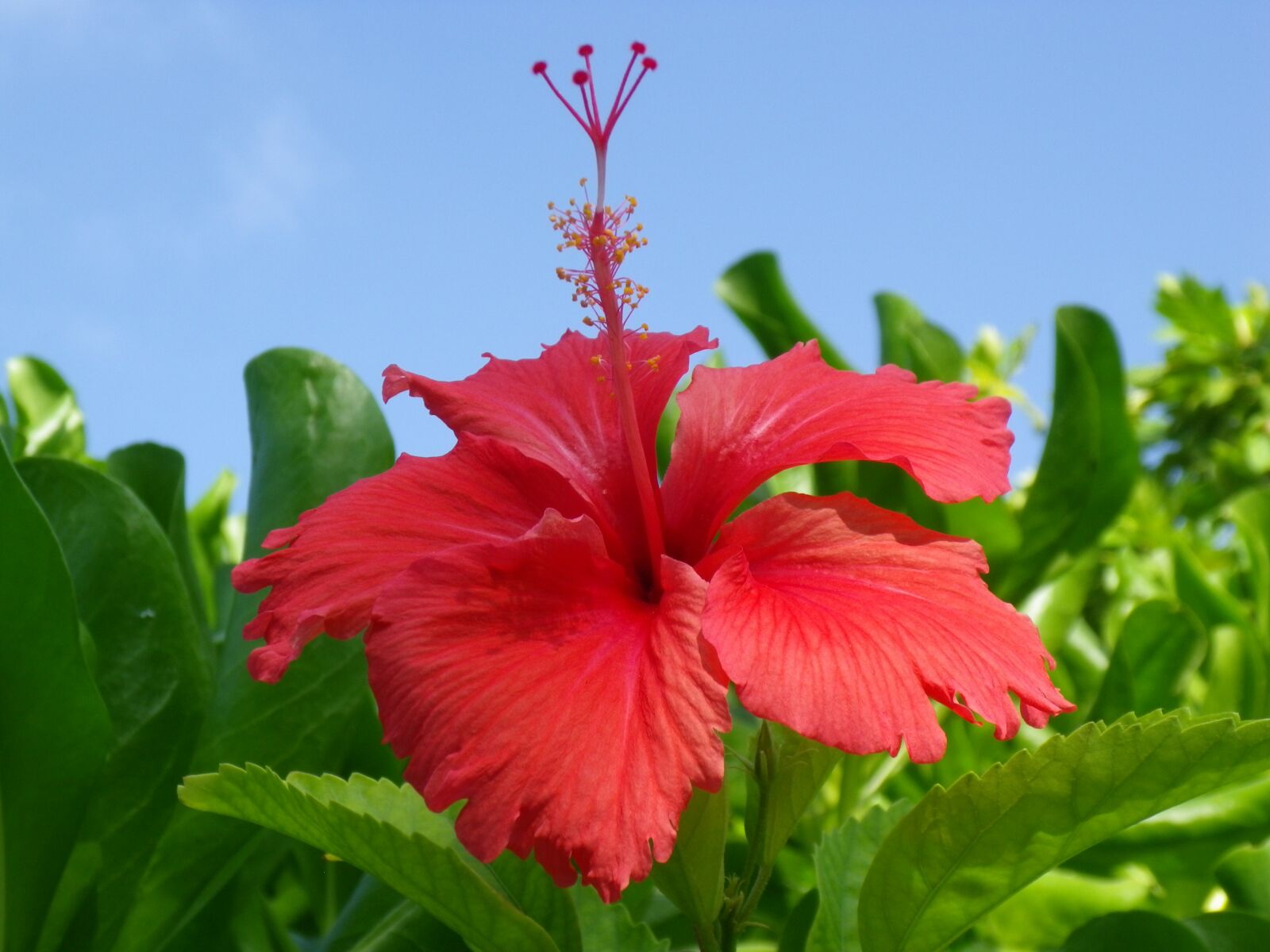 Pentax Optio H90 sample photo. Hibiscus, red, bloom photography