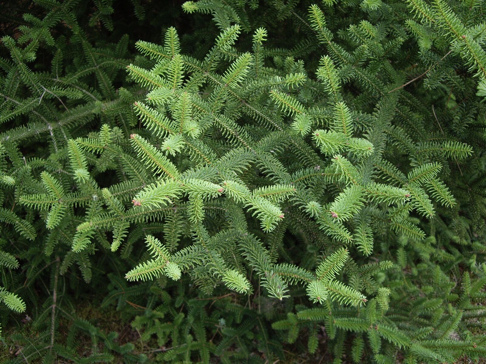Pentax OPTIO A10 sample photo. Tree, shrub, forest photography