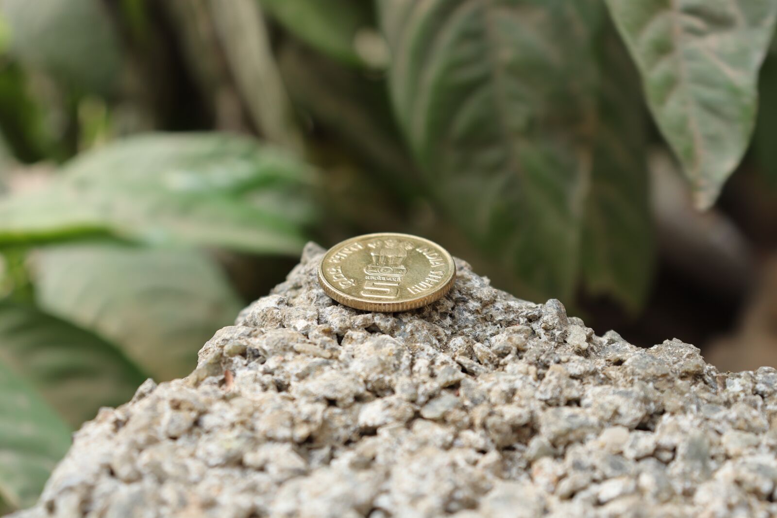 Canon EOS 250D (EOS Rebel SL3 / EOS Kiss X10 / EOS 200D II) sample photo. Coin, kerala, green photography