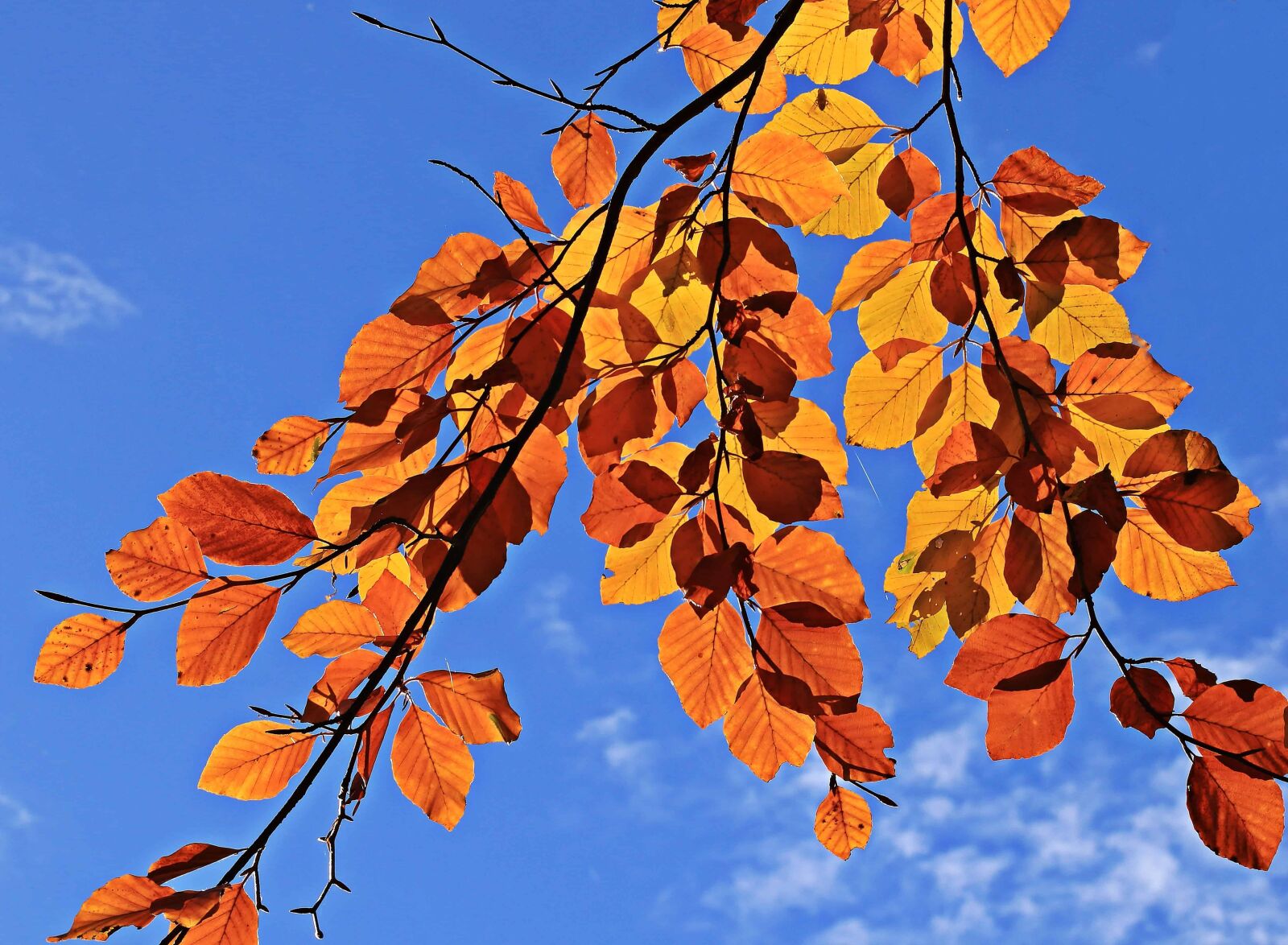 Canon EOS 80D sample photo. Tree, branch, plant, autumn photography