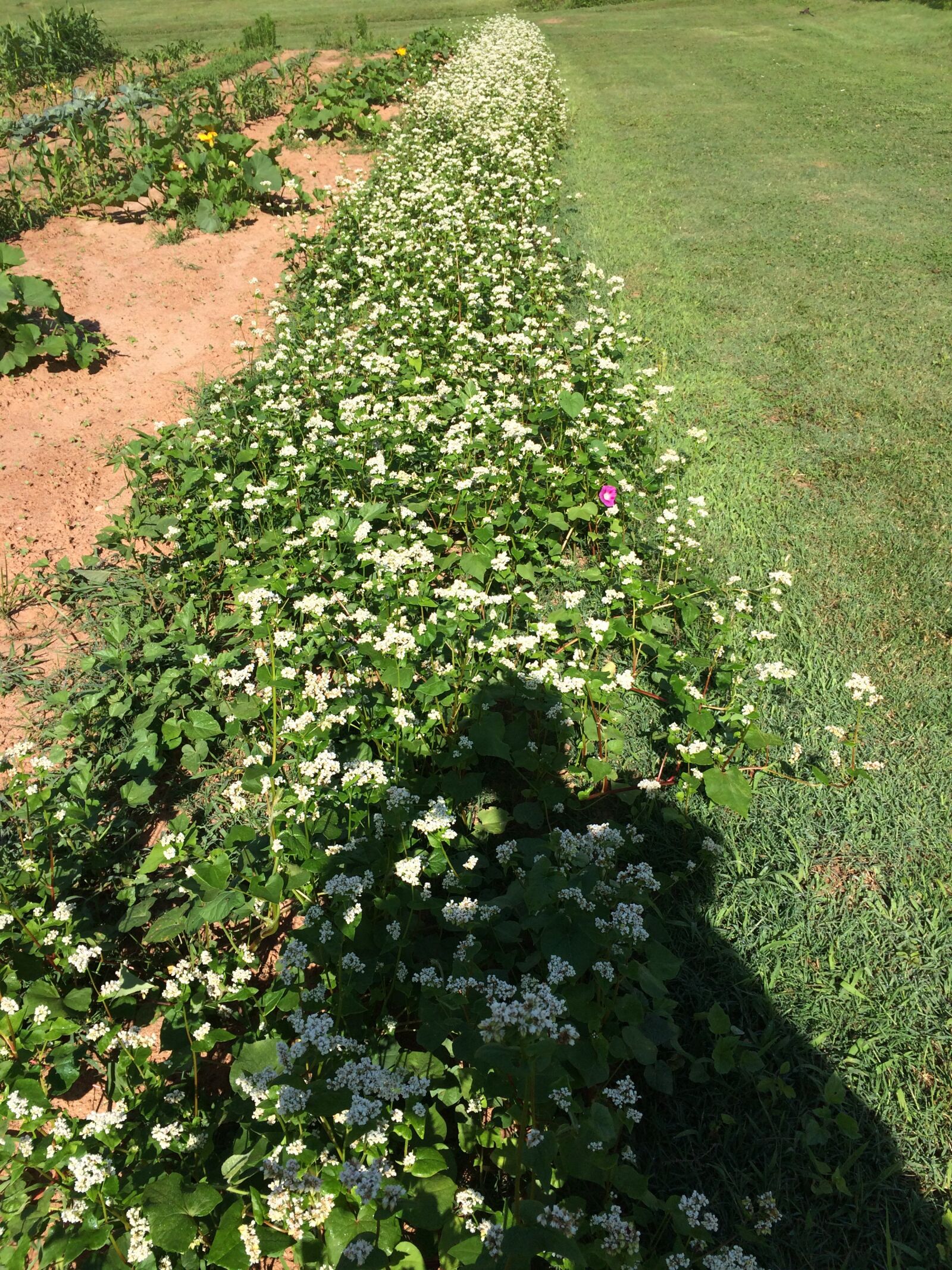 iPhone 5s back camera 4.15mm f/2.2 sample photo. Buckwheat, garden, cover crop photography