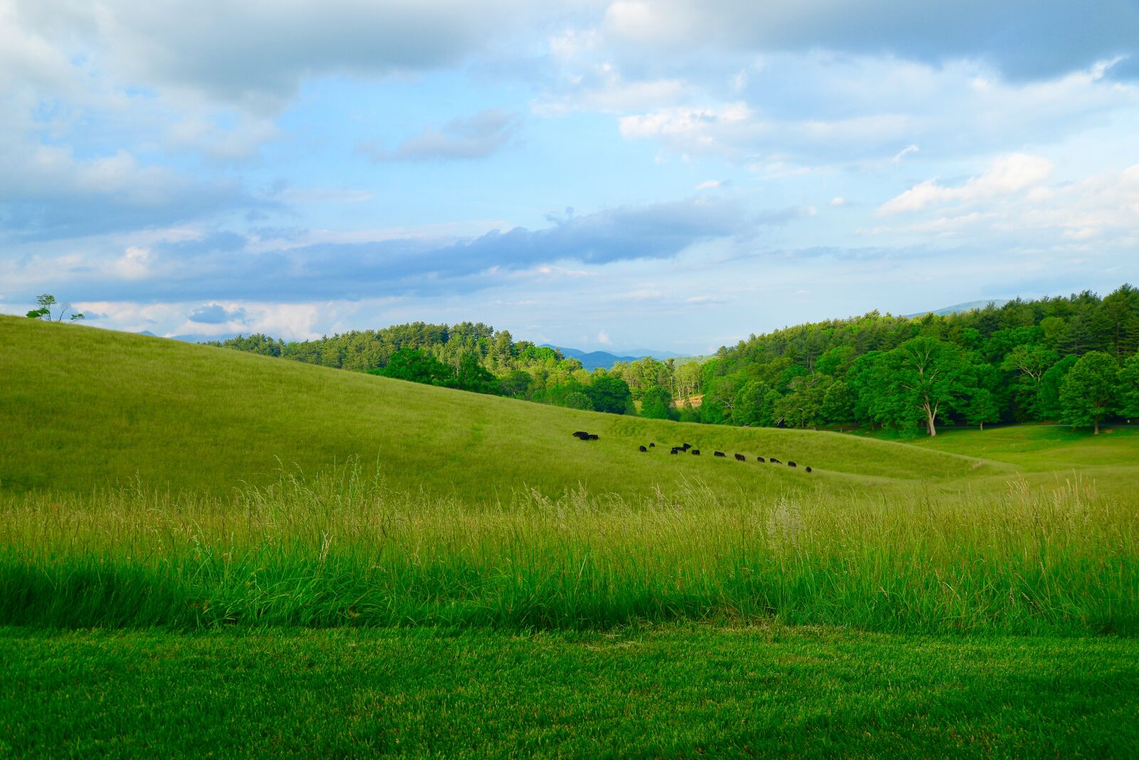Nikon D610 sample photo. Mountains, carolina, pasture photography