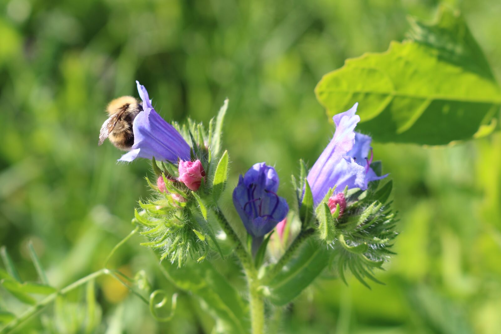 Canon EOS 750D (EOS Rebel T6i / EOS Kiss X8i) sample photo. Nature, animals, bee photography