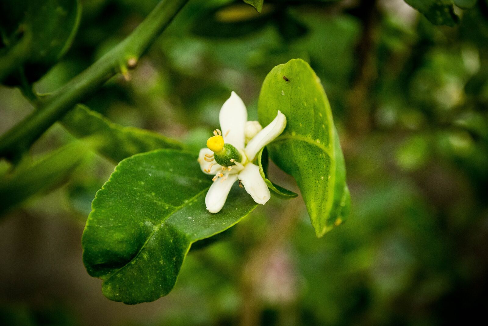 Nikon D3100 sample photo. Lemon flower, plant, garden photography