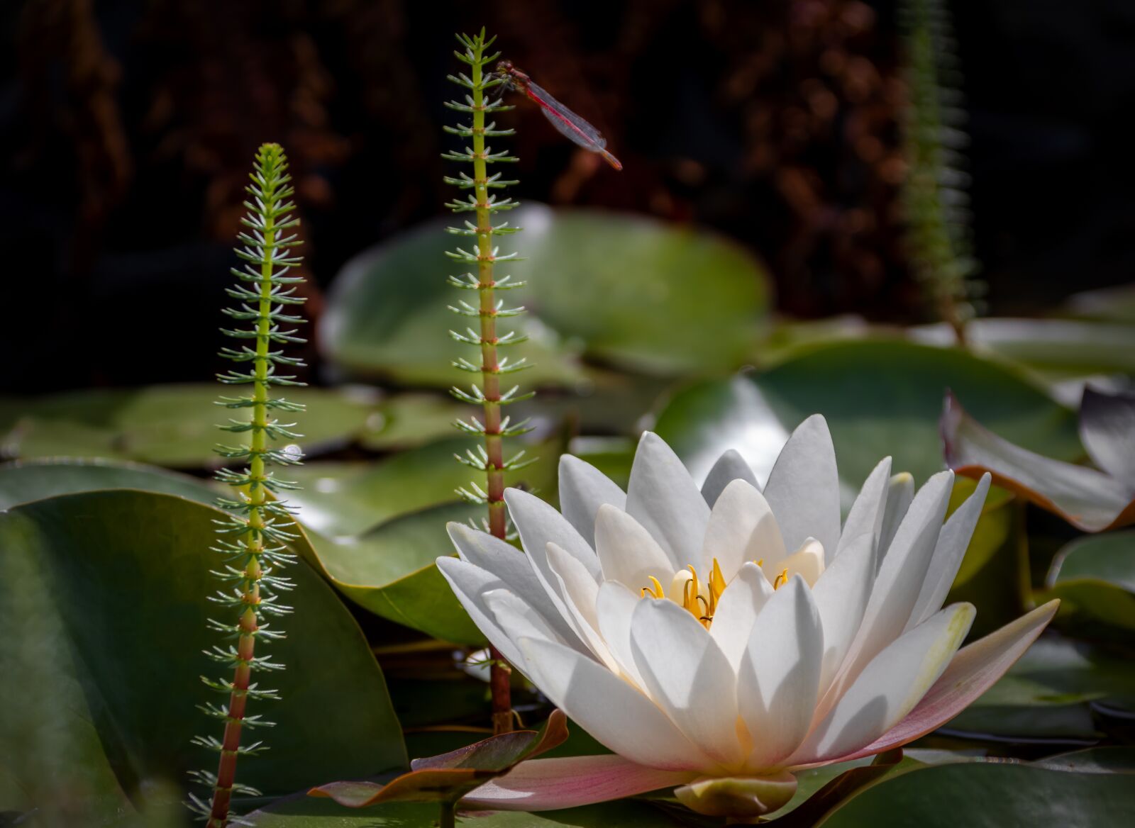 Canon EOS 80D sample photo. Water lily, pond, fir photography