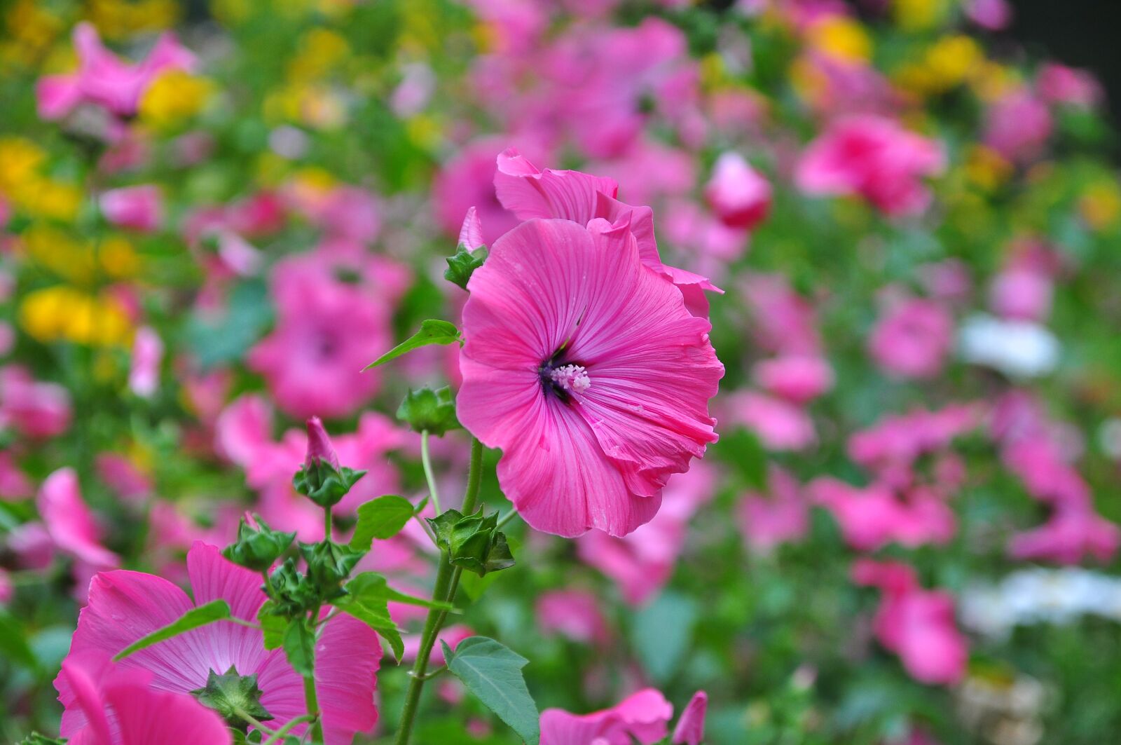 Nikon D90 sample photo. Nature, flowers, field of photography