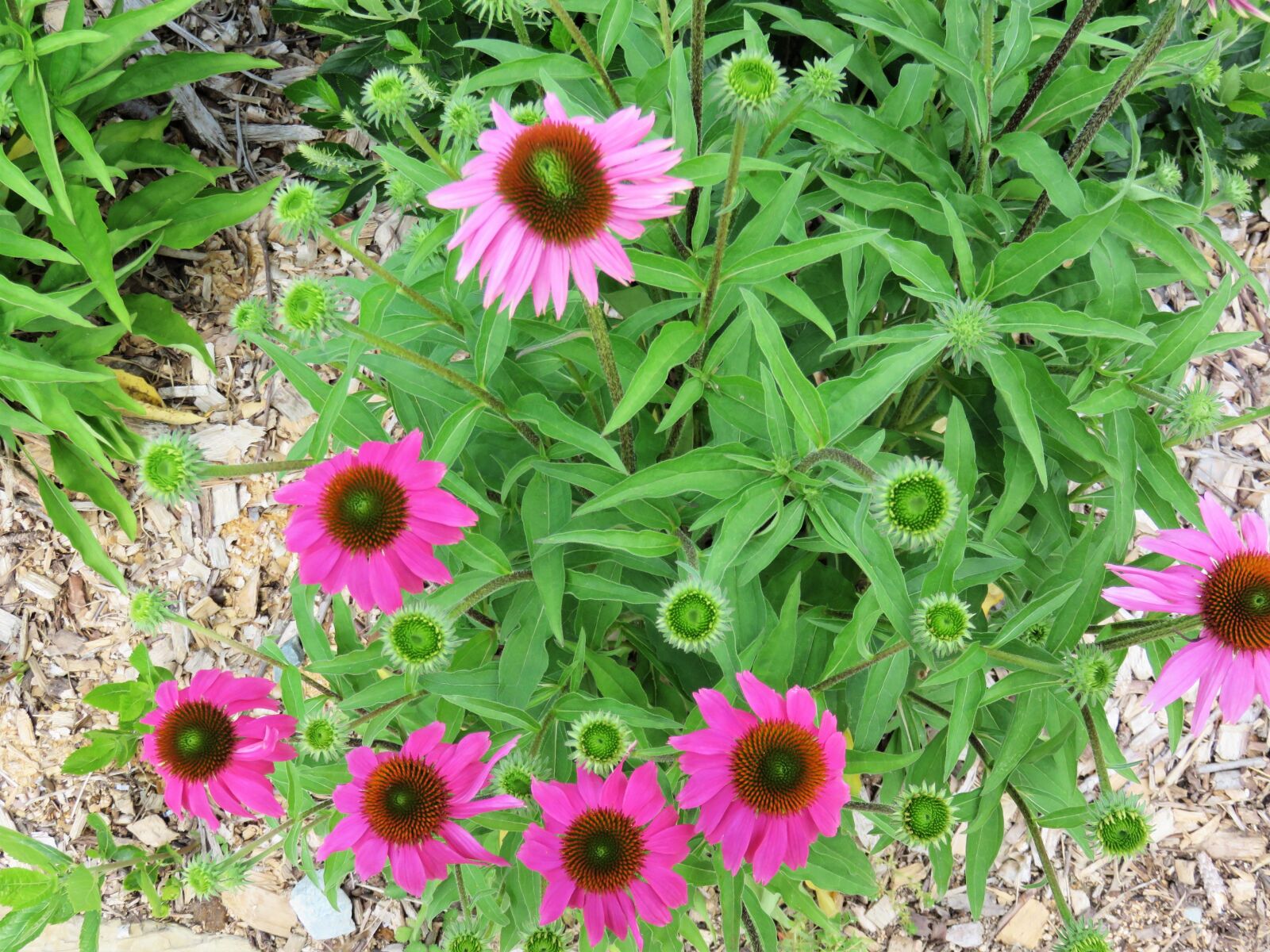 Canon PowerShot SX700 HS sample photo. Pink, green, nature photography