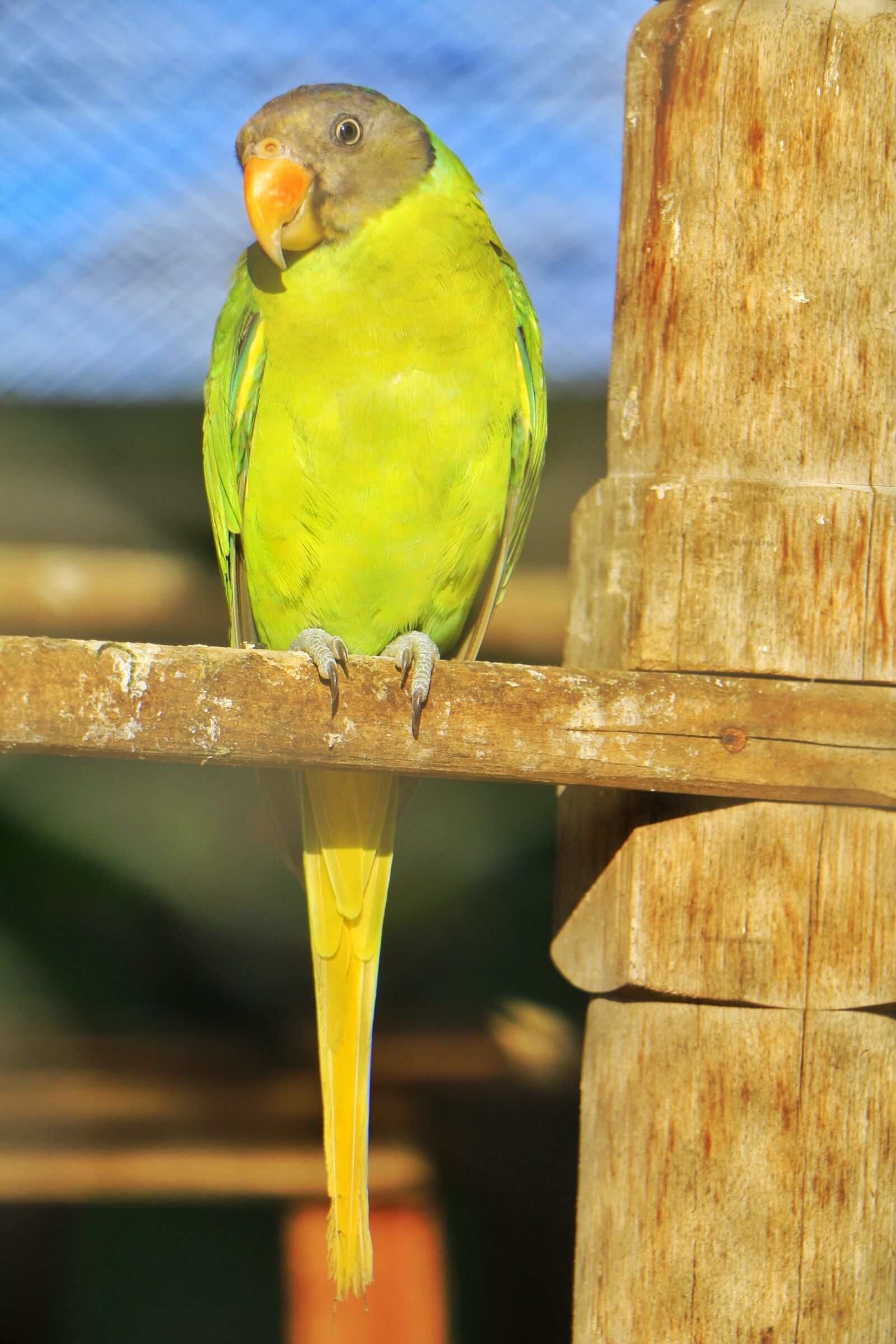 Canon EOS 70D sample photo. Bird, parrot, hunter photography