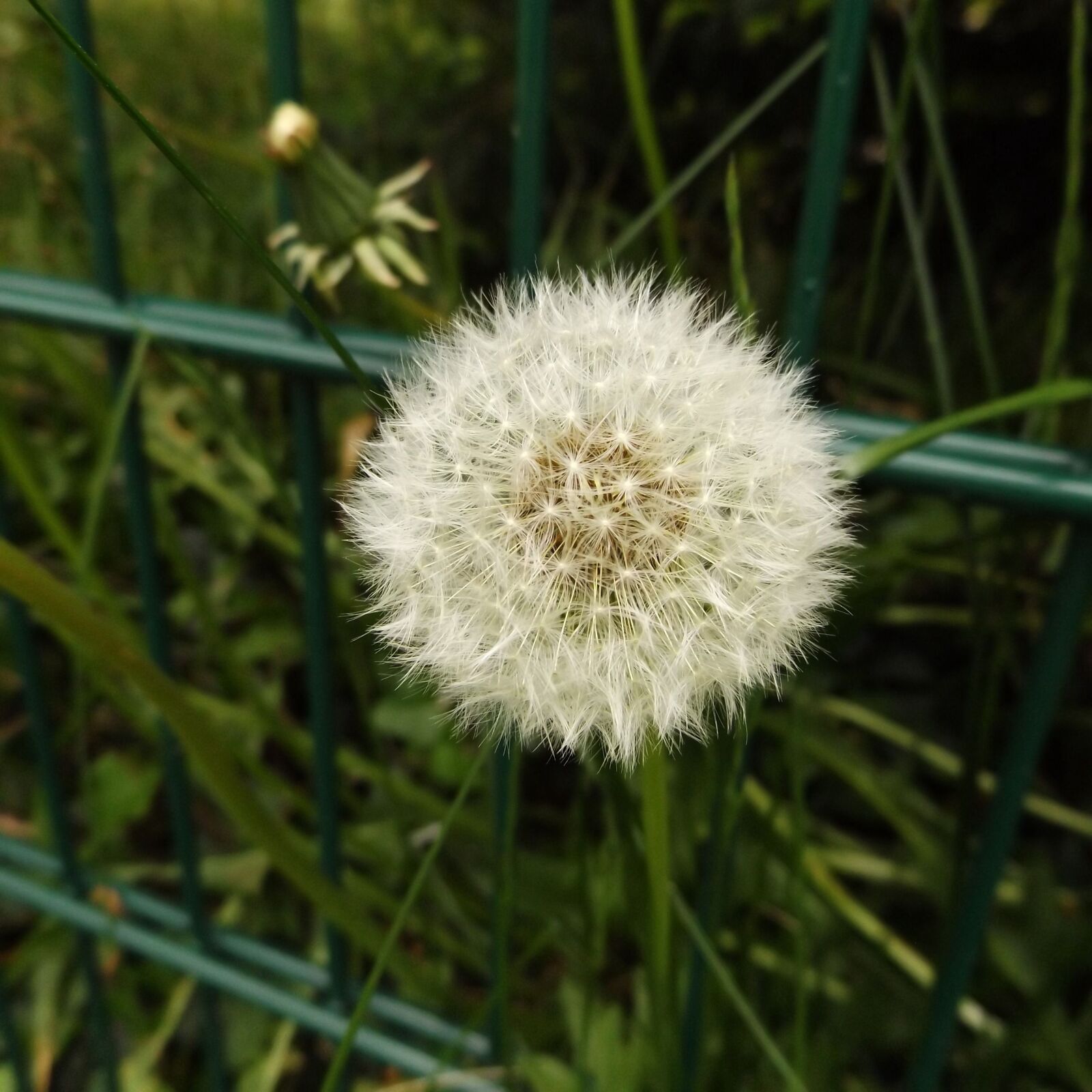 Fujifilm FinePix S8600 sample photo. Dandelion, flower, plant photography