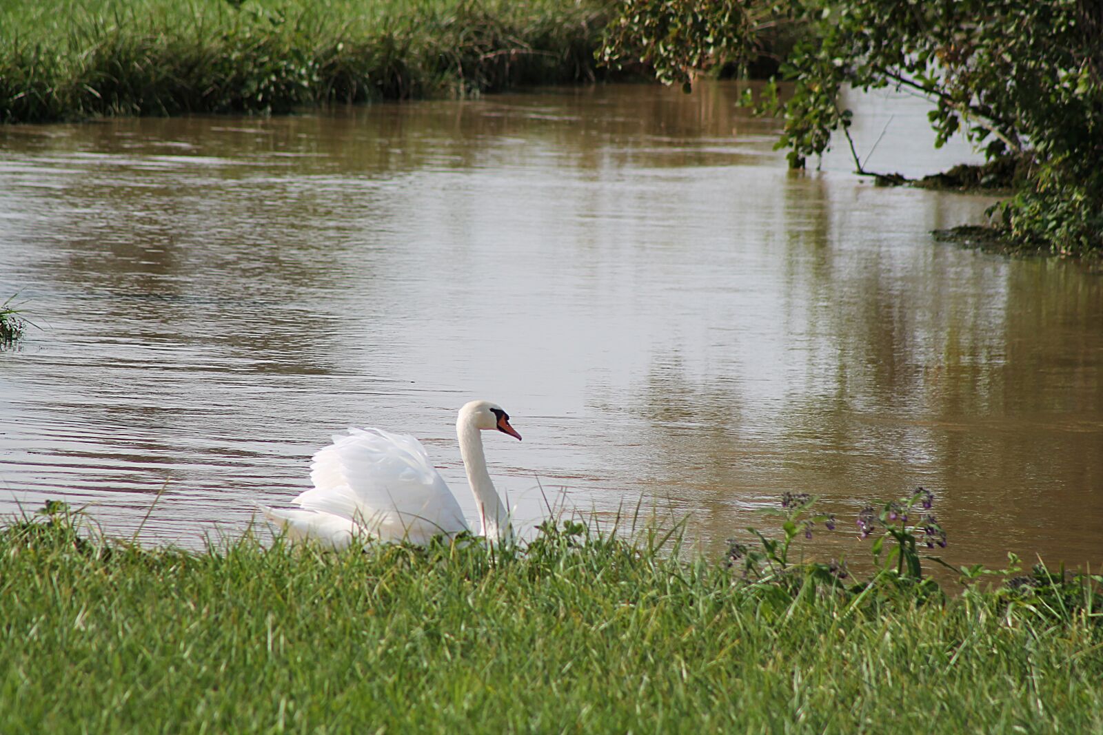 Canon EOS 1100D (EOS Rebel T3 / EOS Kiss X50) + EF75-300mm f/4-5.6 sample photo. Swan, bird, feather photography