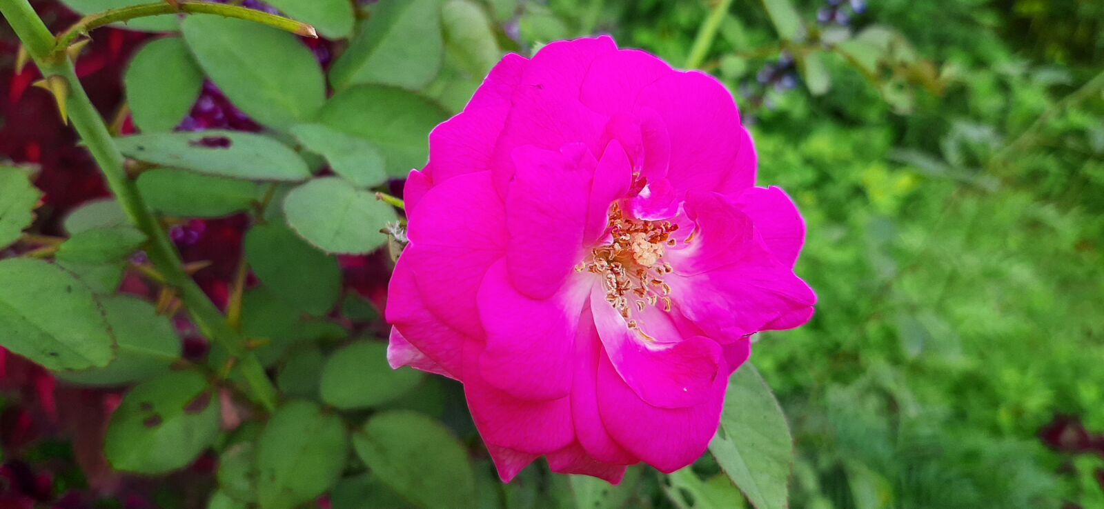 Samsung SM-A307FN sample photo. Pink, rose, natura photography