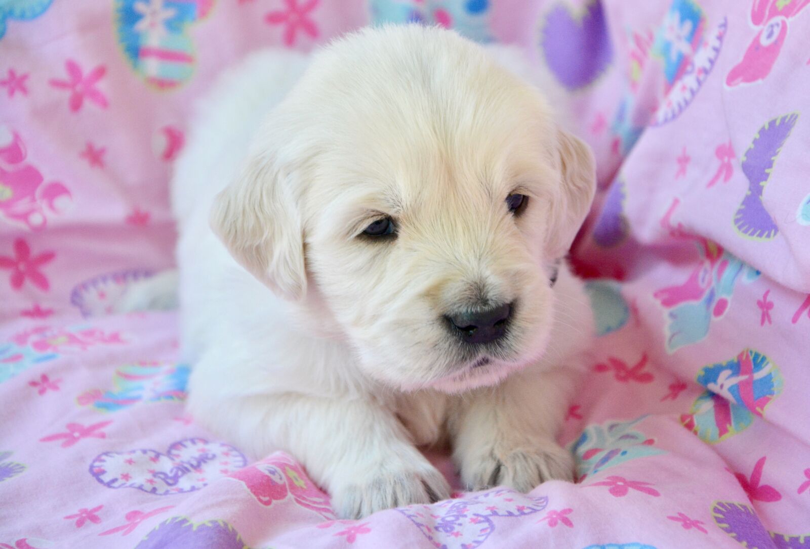 Nikon D5200 sample photo. Golden retriever puppy, pup photography