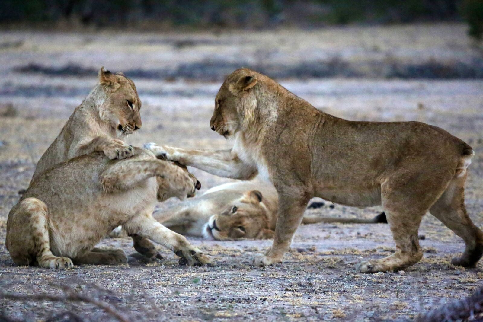 Canon EF 100-400mm F4.5-5.6L IS USM sample photo. Lion family, lions, safari photography