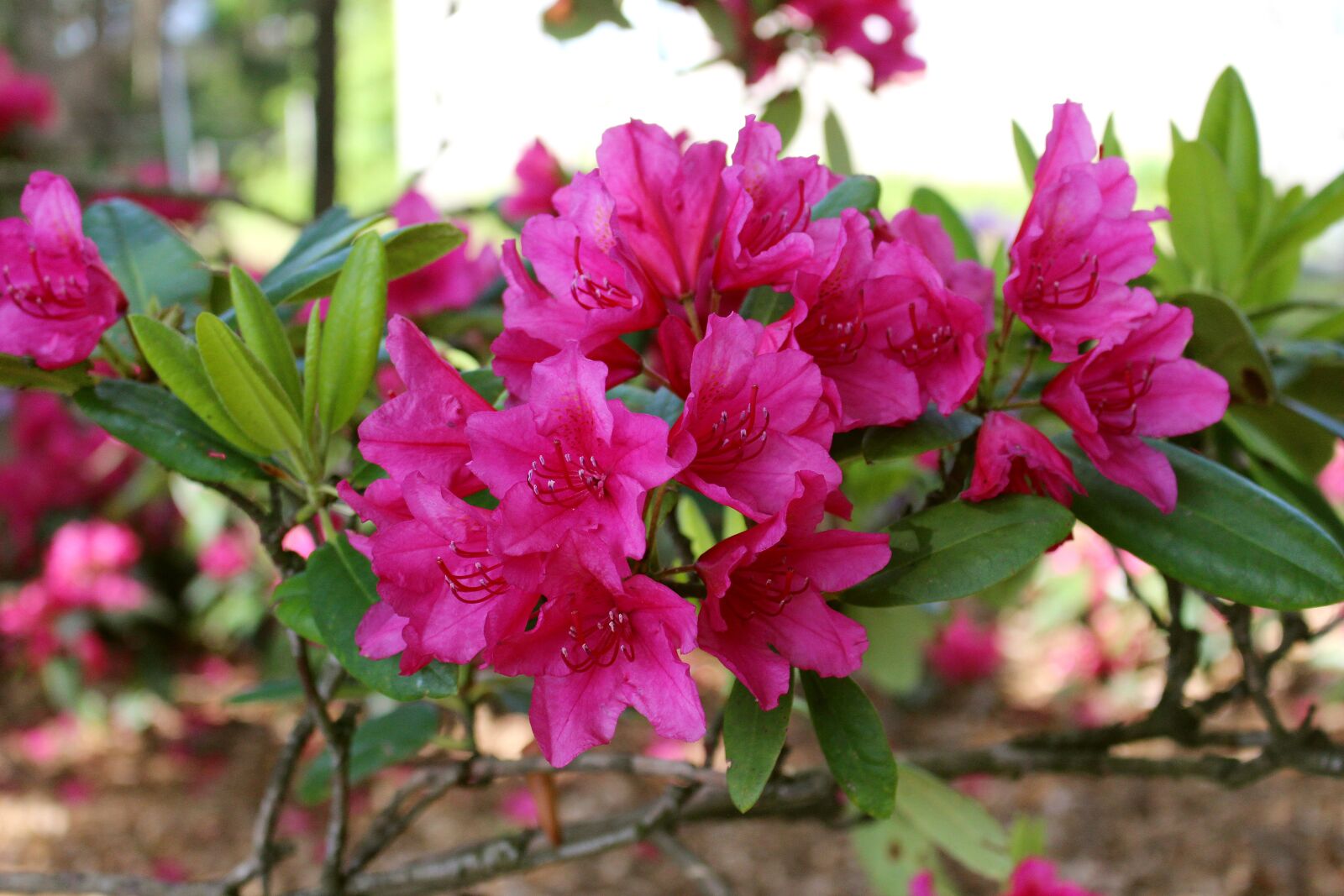 Canon EOS 700D (EOS Rebel T5i / EOS Kiss X7i) + Canon EF-S 18-55mm F3.5-5.6 IS STM sample photo. Rhododendron, blossom, bloom photography