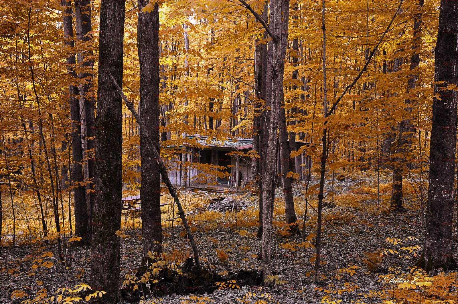 Nikon D90 sample photo. Forest, fall, sun photography