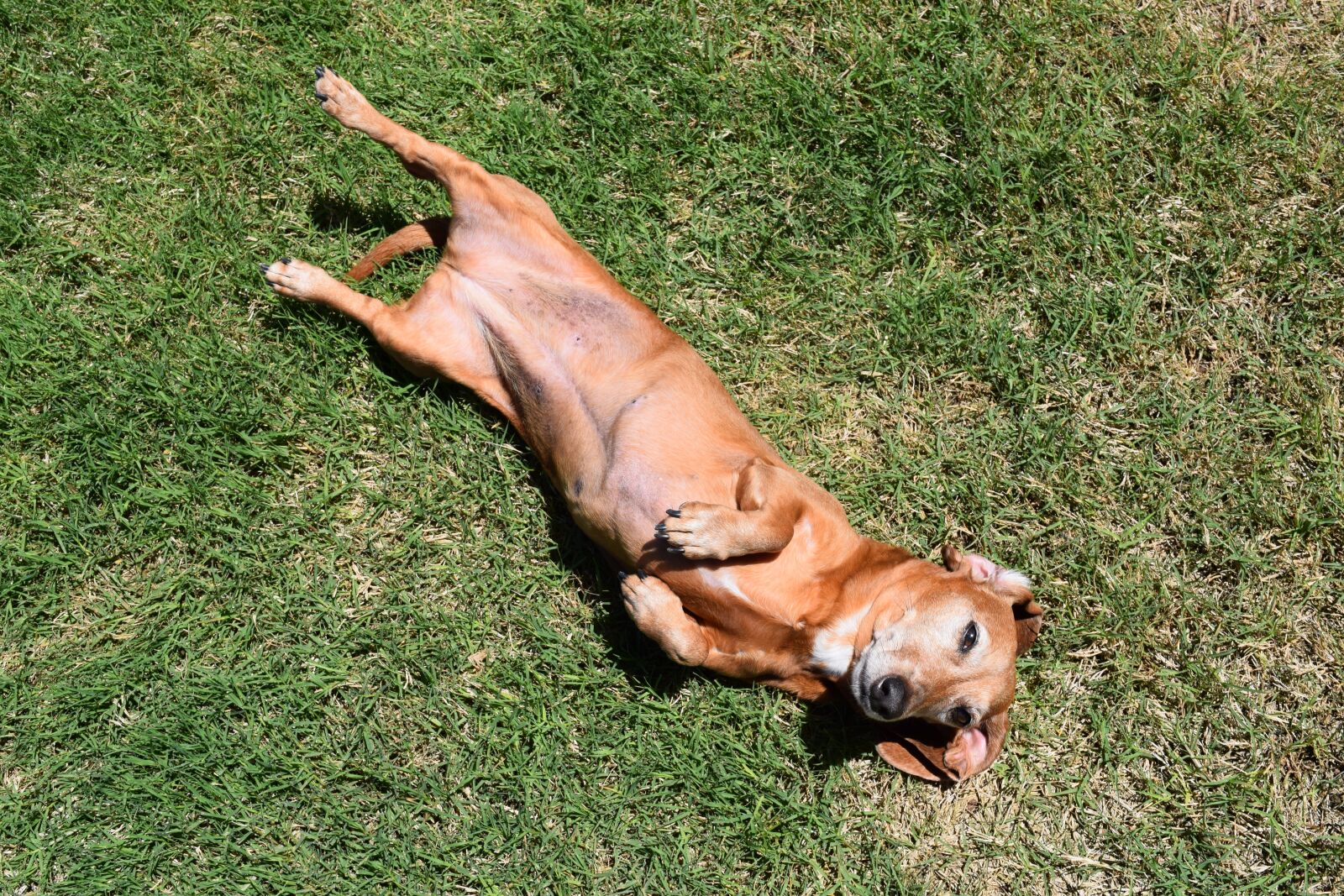 Nikon D3300 sample photo. Dog, dachshund, relax photography