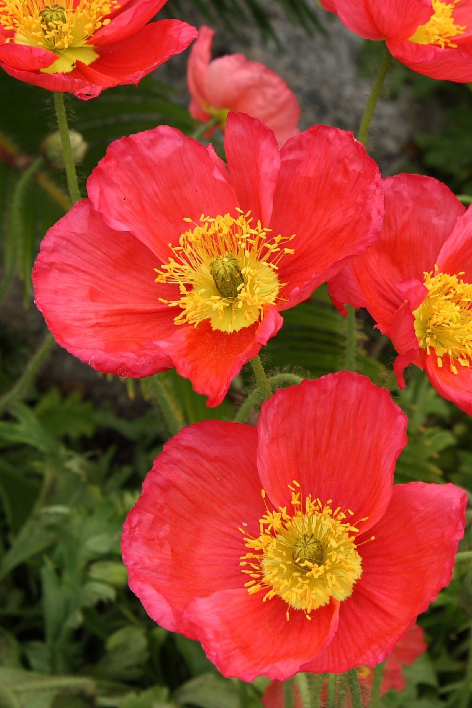 Canon EOS 400D (EOS Digital Rebel XTi / EOS Kiss Digital X) sample photo. Poppy, bloom, blossom photography