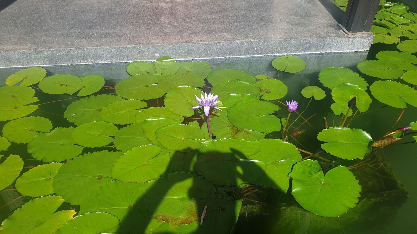 Samsung Galaxy S9+ sample photo. Flower, water lily, pond photography