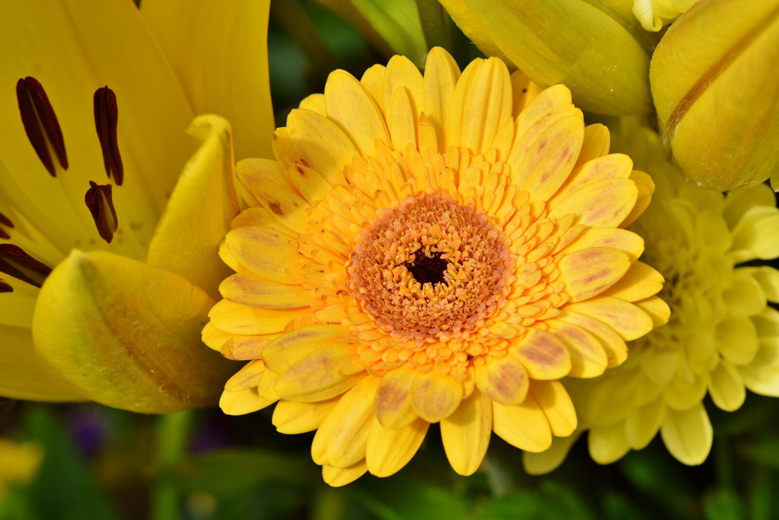Nikon D7200 sample photo. Baberton, baberton daisies, daisy photography