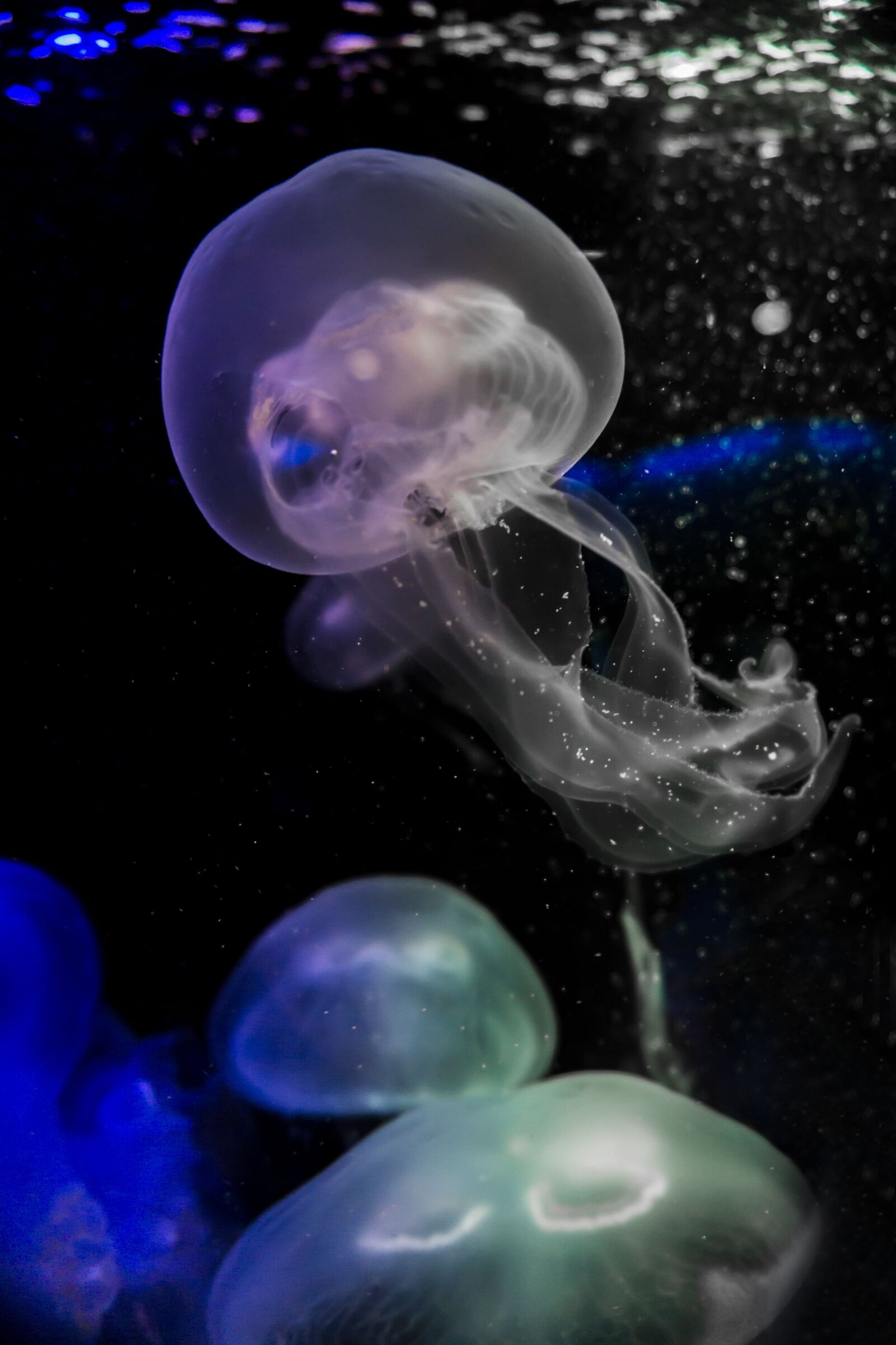 Sony a6000 sample photo. Jellyfish, salt water, sea photography