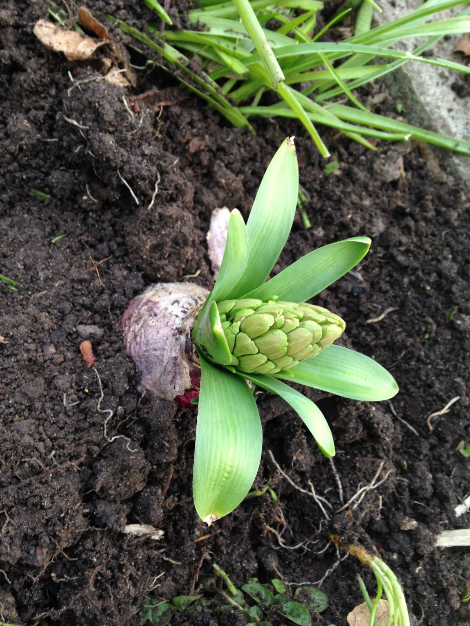 iPhone 5c back camera 4.12mm f/2.4 sample photo. Plant, bud, creation photography
