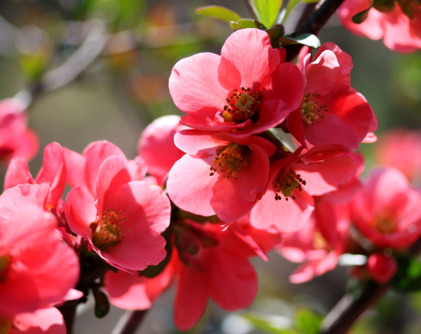 Canon EF-S 60mm F2.8 Macro USM sample photo. Flowers, red, casey photography