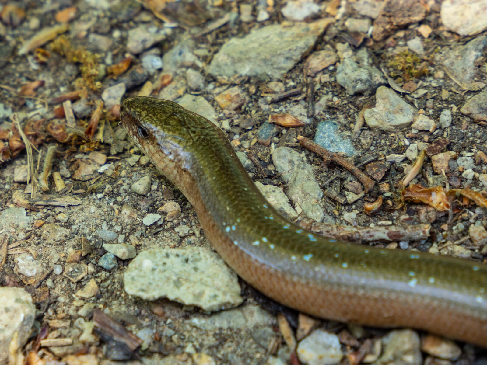 Olympus OM-D E-M10 III sample photo. Slow-worm, reptile, animal photography