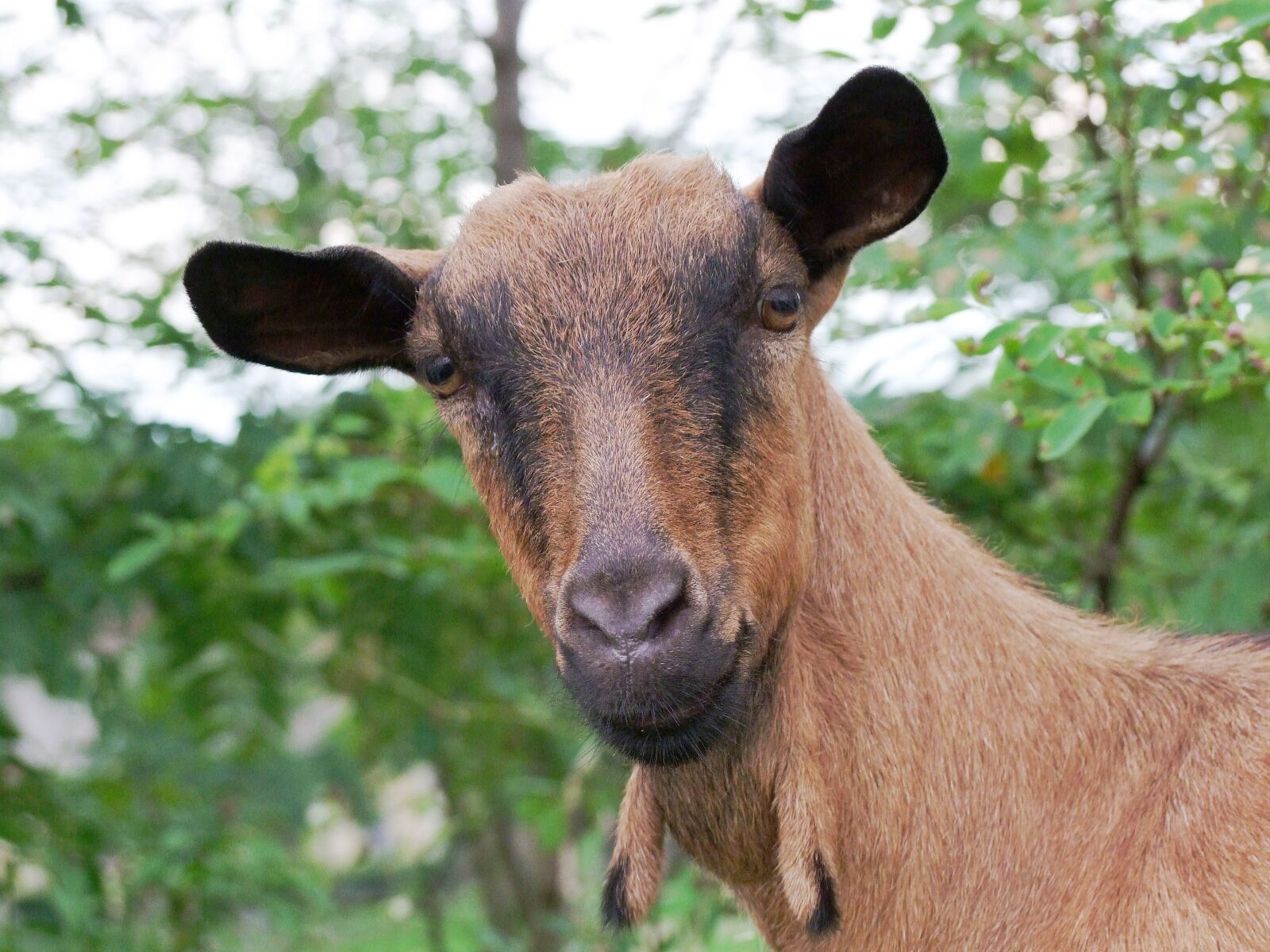 Fujifilm FinePix S100fs sample photo. Ram, animal, brown photography