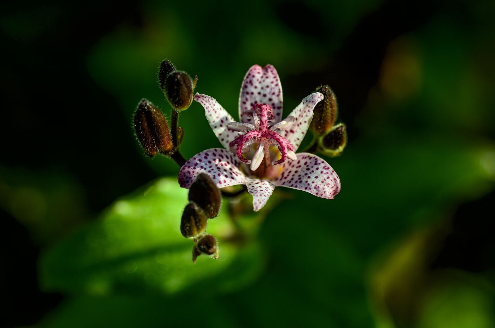 Nikon D7000 sample photo. Tricyrtis hirta, flower, points photography