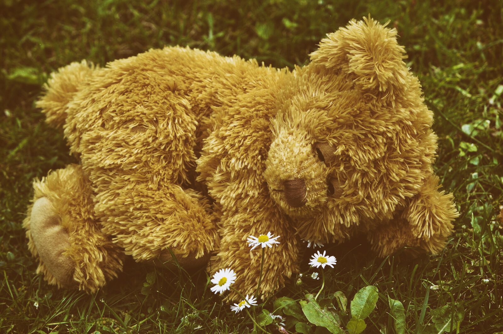 Nikon D3200 sample photo. Teddy, sleep, meadow photography